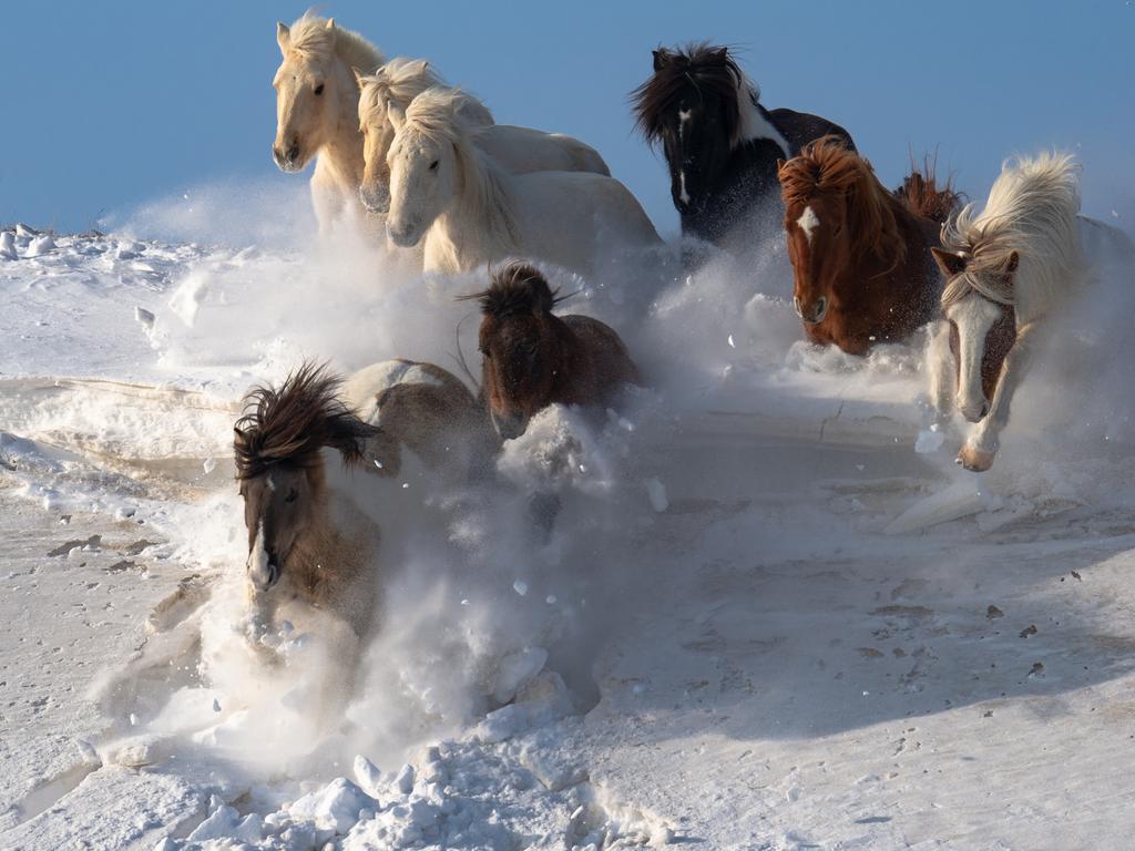 Horses race across thick snow in Inner Mongolia, China. Picture: Chee Kin Wong