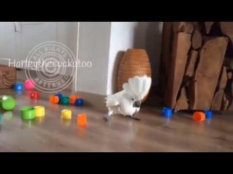 ANIMALS:    Sharp Cockatoo Cleverly Evades Cups   September 22