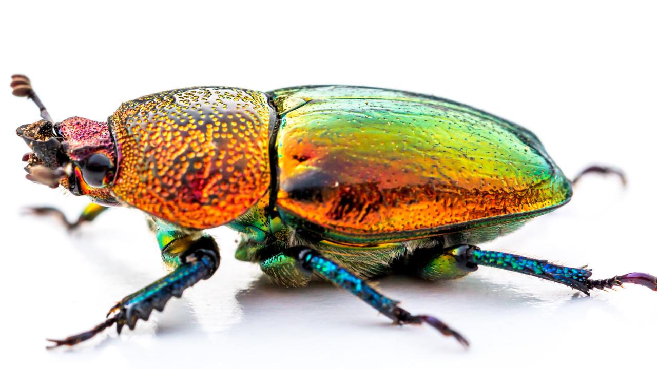 Macro shot of a Christmas beetle (Scarabaeidae).