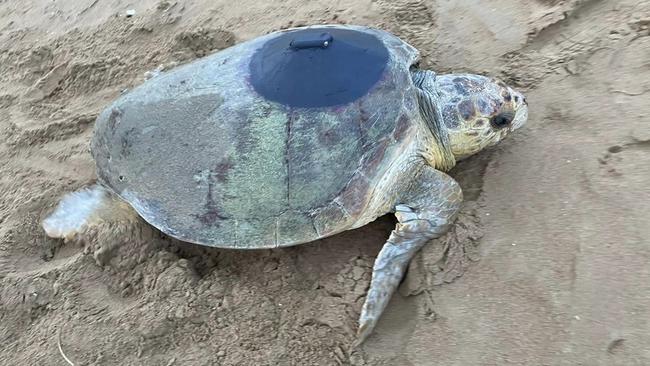 Researchers hope the data feed supplied by the trackers will help protect sea turtle migration corridors and their land and sea home areas.