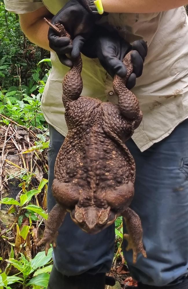 "Toadzilla" found in a north Queensland national park. Photo: Supplied Department of Environment and Science