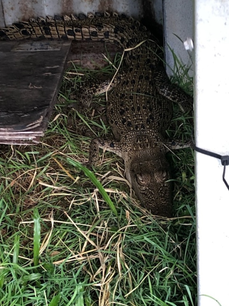 The family initially mistook the reptile for a goanna, until having a closer look. Picture: Supplied / DES