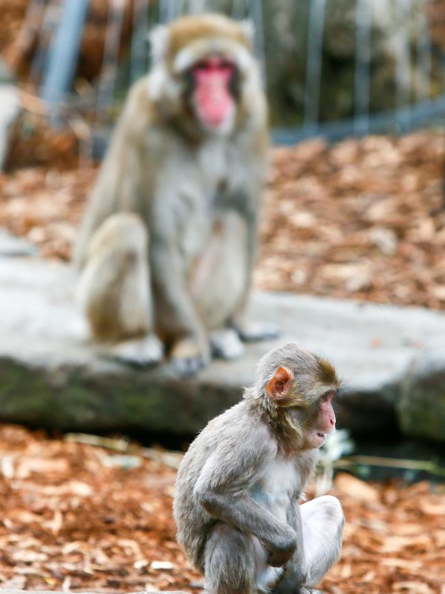 City Park Monkeys Launceston. Japanese Macaque. Picture: PATRICK GEE