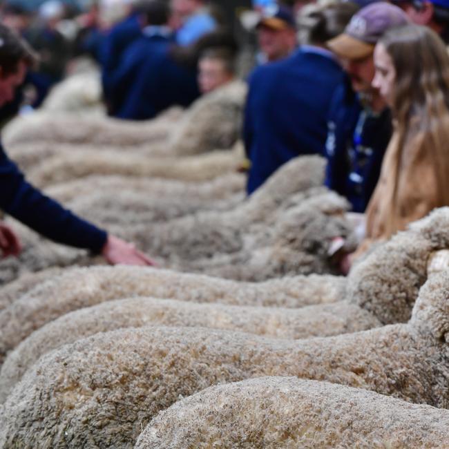 Quality on show at Bendigo. Picture: Zoe Phillips