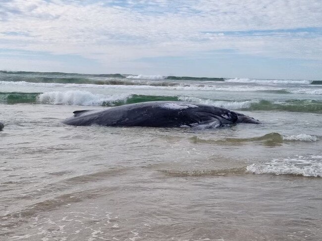 A humpback whale remains stranded at Lennox Head.