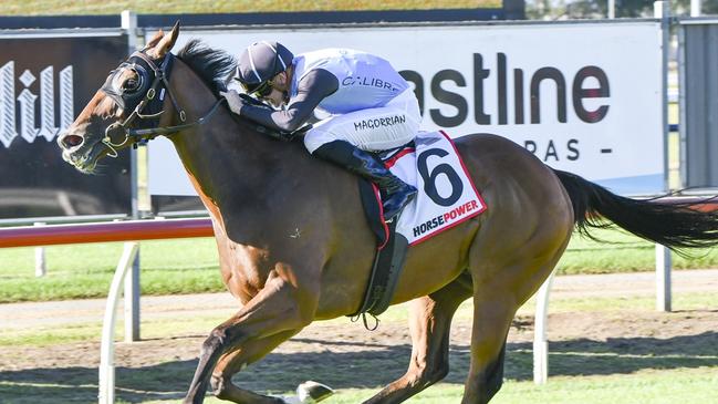 Edge Of Reward can continue his good form with another win at Gosford on Thursday. Picture: Bradley Photos