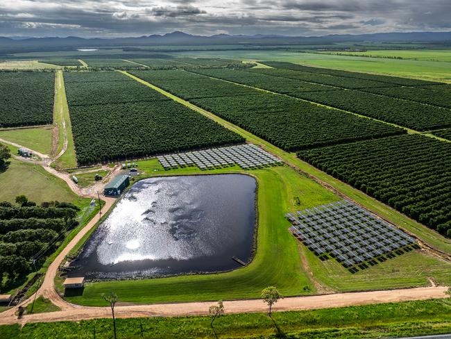 The Little Jalisco avocado orchard in Far North Queensland.