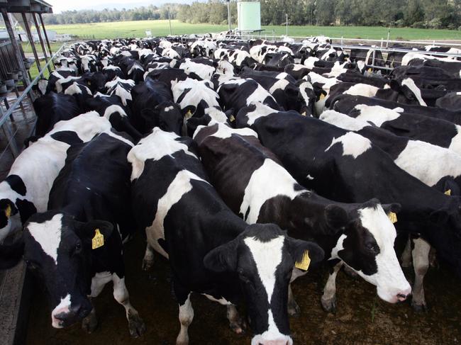 Australia’s milk pool is at its lowest level in three decades. Picture: Chris McCormack