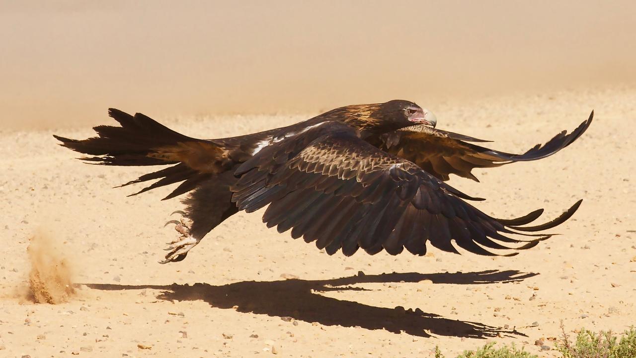 Outback in Focus photography competition finalist. Wedge tailed eagle between Birdsville and Windorah, in western Queensland, photographed by Robert Fagan.