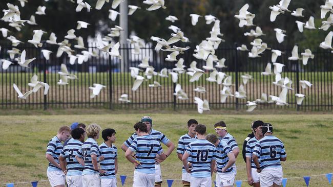 A swarm of Corellas pass the GPS 1 team at trials.