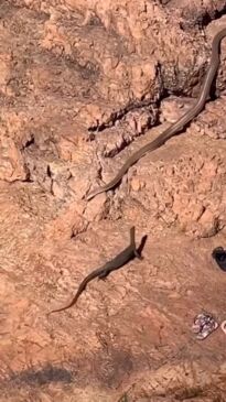 Feisty lizard takes on MASSIVE snake in Litchfield National Park