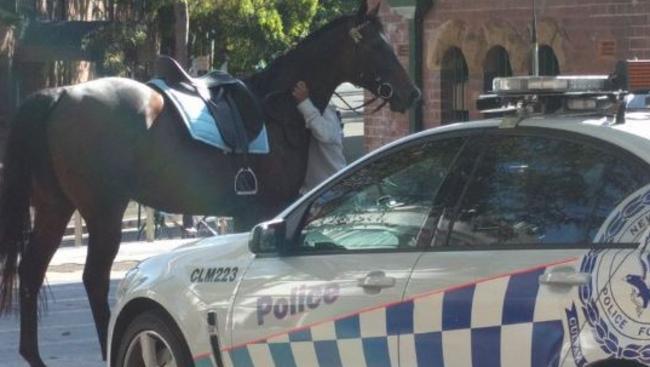 The horse escaped from Centennial Park. Picture: Carrington Clarke/Twitter