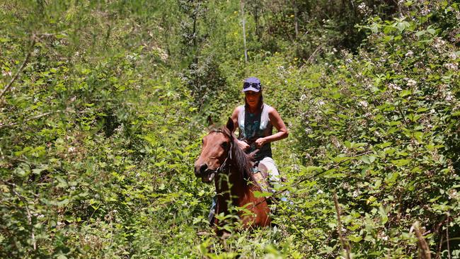 Sue Donnelly tries to get her horse through a tangle of blackberries at Sheepyard Flat, in the Upper Howqua Valley.