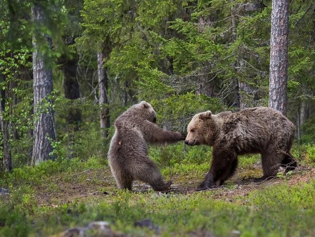 A pair of bear’s spar in Suomussalmi, Finland. Picture: Hannele Kaihola/Barcroft Images