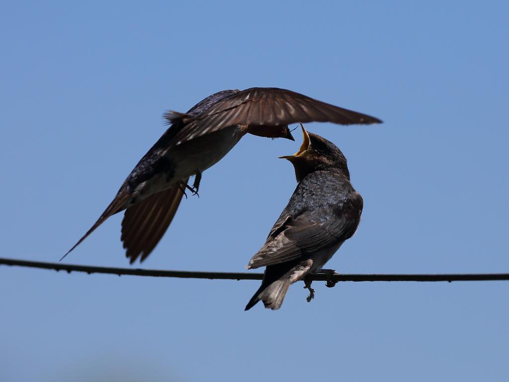 Picture: David Lamont/News.com.au Photo of the Week