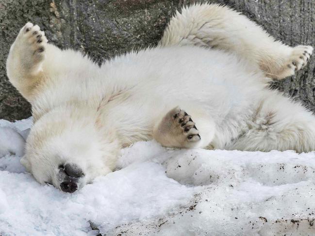 A polar bear enjoys a patch of artificial snow at Moscow zoo on August 3, 2017. Picture: AFP PHOTO