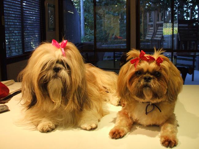 LOTE TUQIRI and MISS BUNNY