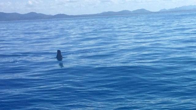 Seal off capricorn coast.Photo Contributed. Picture: Contributed ROK070818seal1