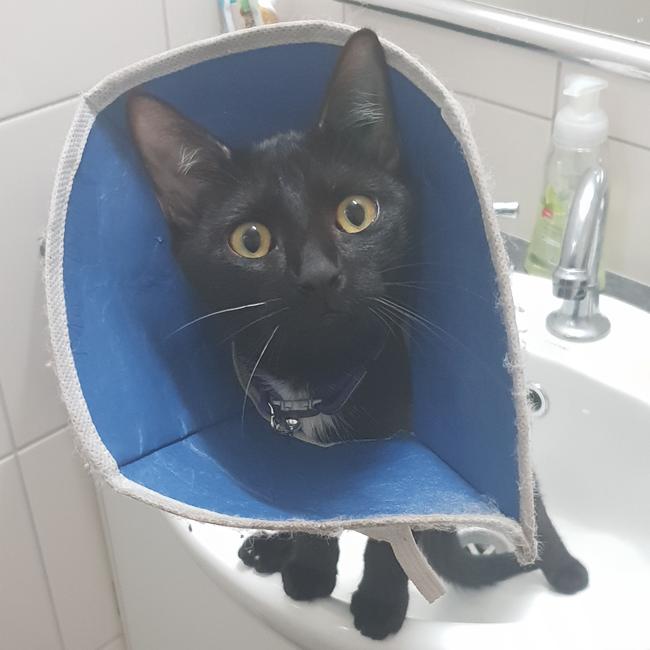 Onyxia not pleased after her operation. Picture: Melissa Yost
