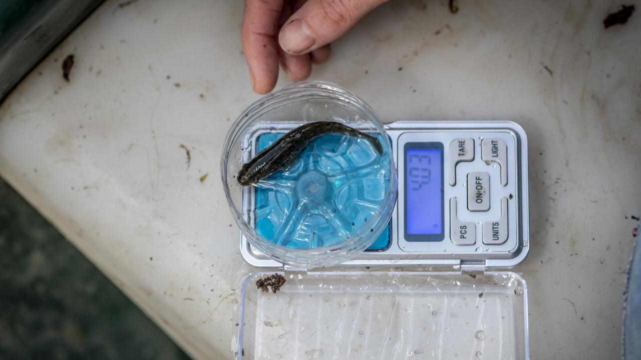 Weighing a 4.03g southern purple spotted gudgeon (Mogurnda adspersa) before releasing it into back into Middle Reedy Lake, Kerang, Victoria. Picture: Doug Gimesy