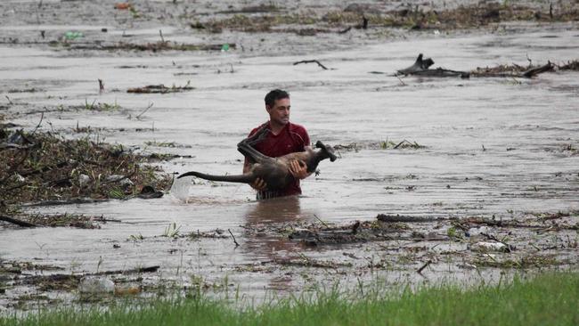 11/01/2011: 11/01/2011: Here are the photos of the man who perhaps foolishly entered the flood waters to rescue the kangaroo at the bridge at One Mile in Ipswich. Pic. Nick De Villiers M9600620 Pic. Villiers Nick De M9600620