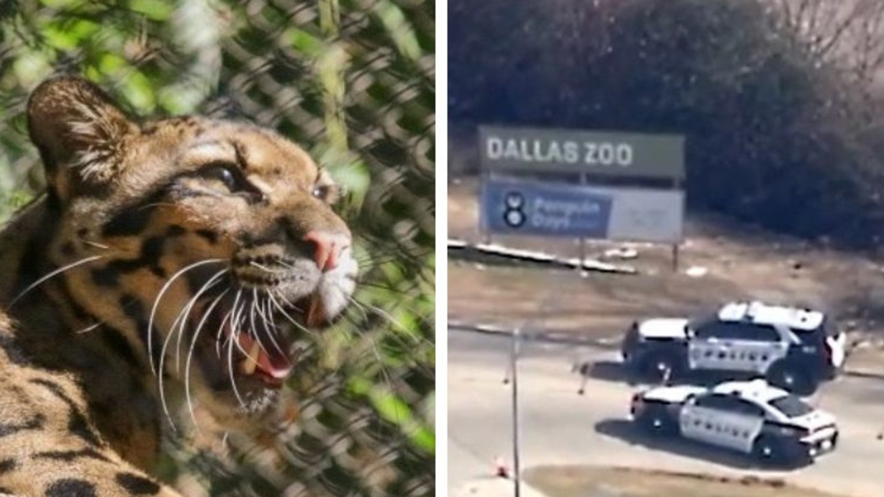 A clouded leopard escaped Dallas Zoo after was fence cut. Picture: Twitter