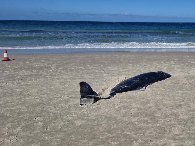 Whale washed up at West Beach.Picture:  Agnes Gichuhi