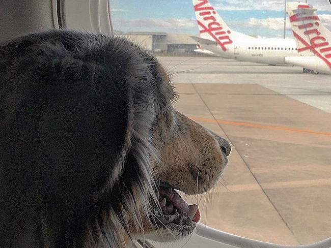 virgin australia dog travel