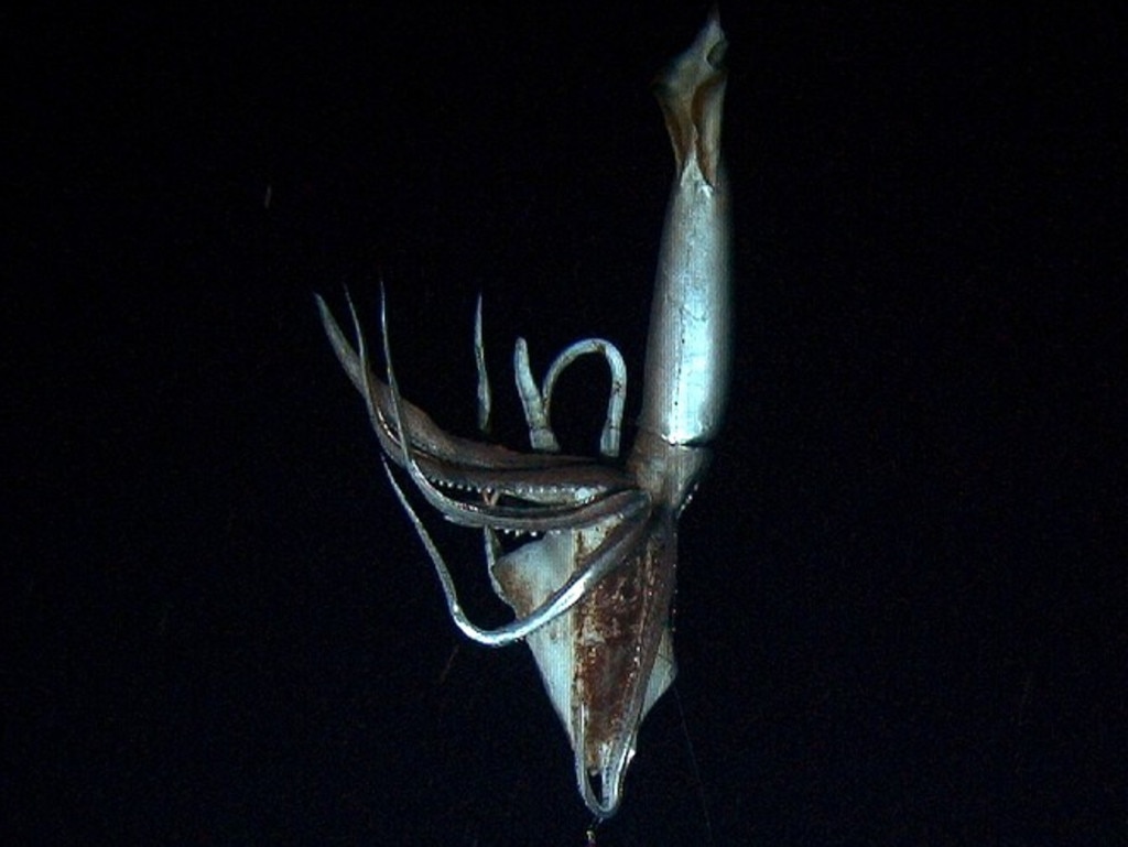 Image made from video recorded in the summer of 2012, provided by NHK and Discovery Channel, a giant squid takes bait in the deep sea off Chichi island, Japan. Picture: AP Photo