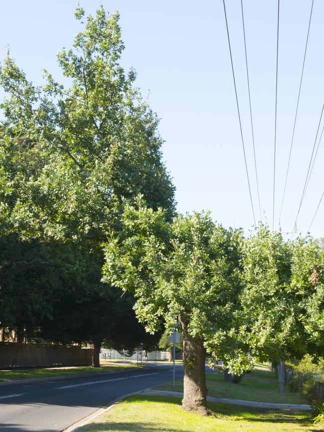 Sliced: A pruned tree. Picture: Fawcett Media