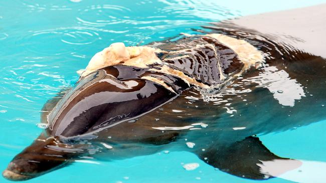 Injured Tangalooma dolphin "Nari" spent months at Sea World recovering after a horrendous shark bite. She was eventually released.