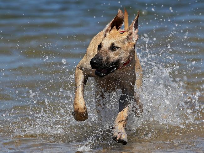 A dog cooling off in heatwave conditions at Rowland Reserve, Bayview last year. There is no suggestion of any bad behaviour by this dog. Picture: Troy Snook