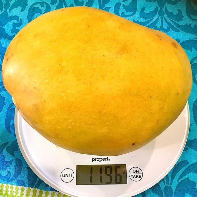 The monster Kensington Pride mango grown on Stackelroth Farms weighed close to 1.2kg.