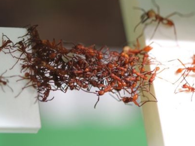 Clever little things ... Army ants filmed building moving bridges from their live bodies. Picture: Chris Reid/University of Sydney