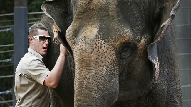 Former Melbourne Zoo elephant keeper Lucas McGhie with Dokkoon. McGhie has again found himself in trouble with the law.