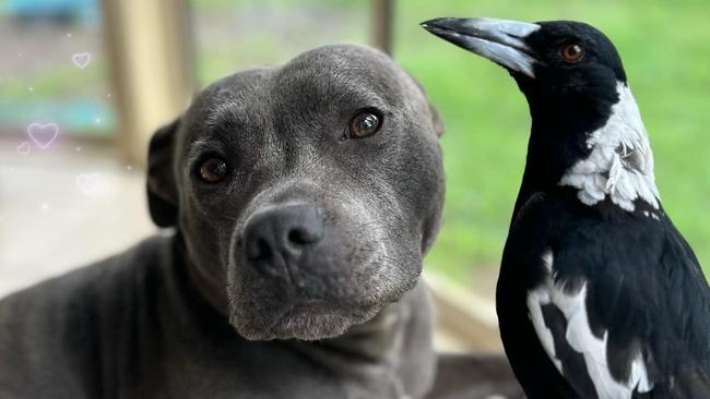 Penbo: Molly the Magpie’s biggest threat is flocks of feral stickybeaks