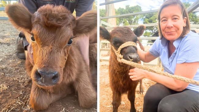 Naomi Jaeschke cuddling a cow. Picture: Supplied