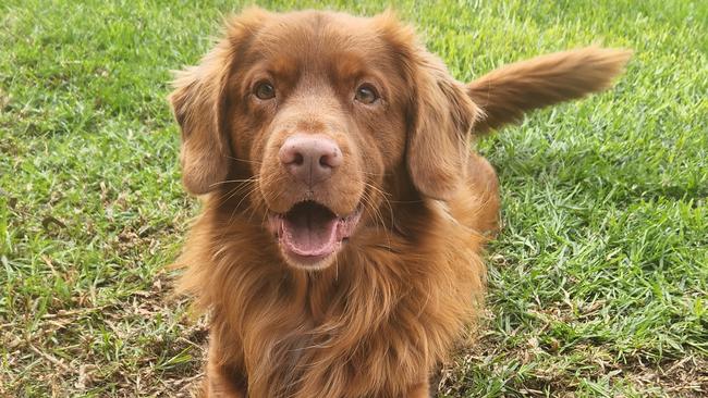 Juice, a Nova Scotia duck tolling retriever, was rescued by police after they swam out into the middle of West Lakes. Picture: SAPOL