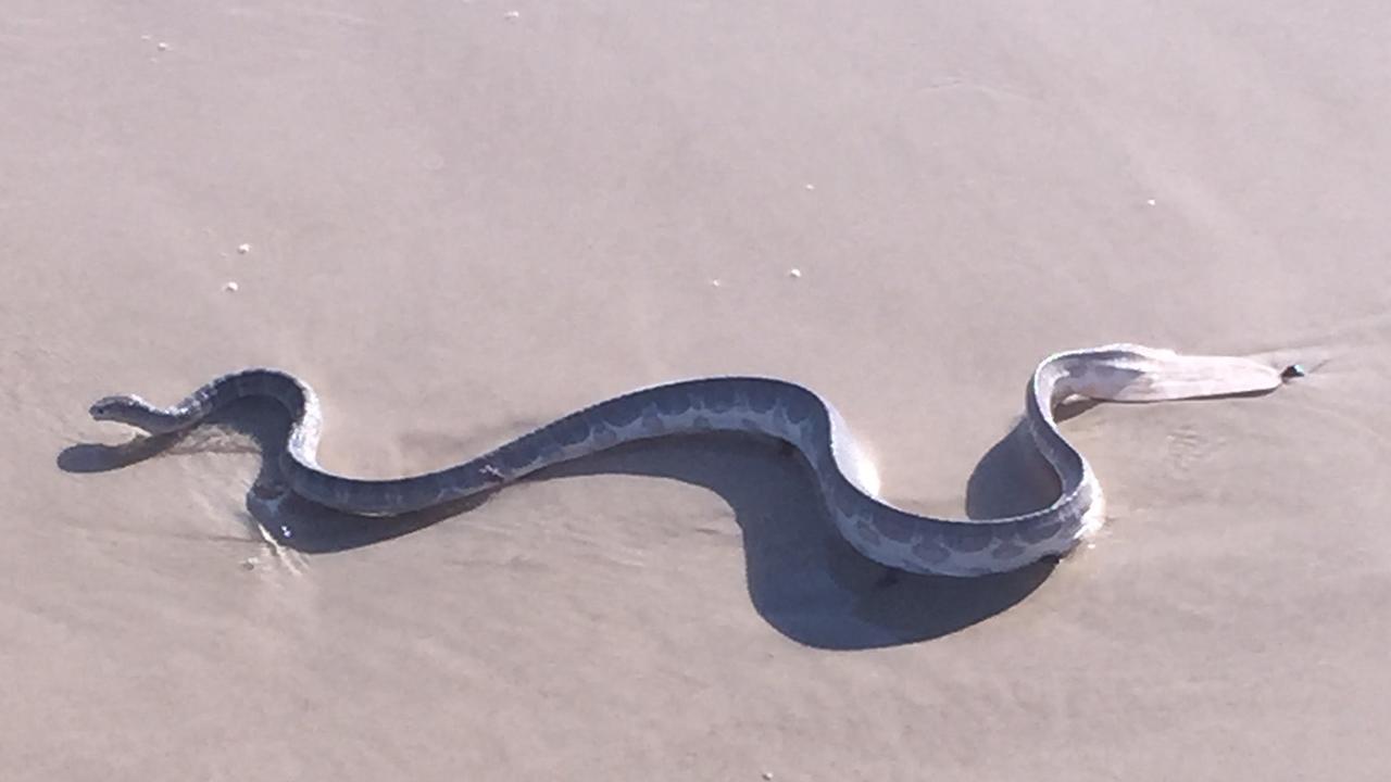 Sea snakes are highly venomous and rarely surface.