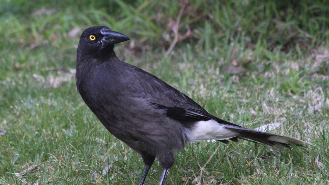 The noisy species in question, a grey currawong. Picture: File