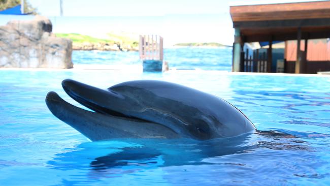 Agriculture minister Adam Marshall has asked for inquiry into circus animals and dolphins.