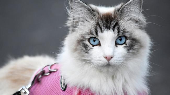 SMARTdaily pets. Pretty cat with blue eyes wearing harness. Picture: iStock