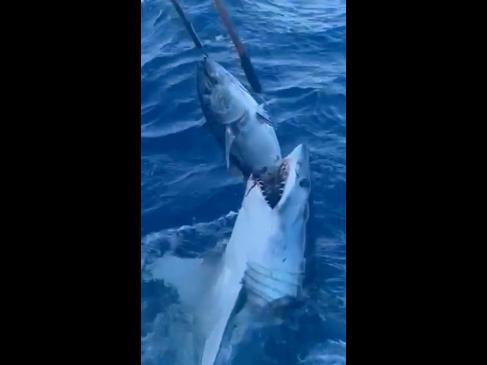 Fisherman play tense game of tug-of-war with shark