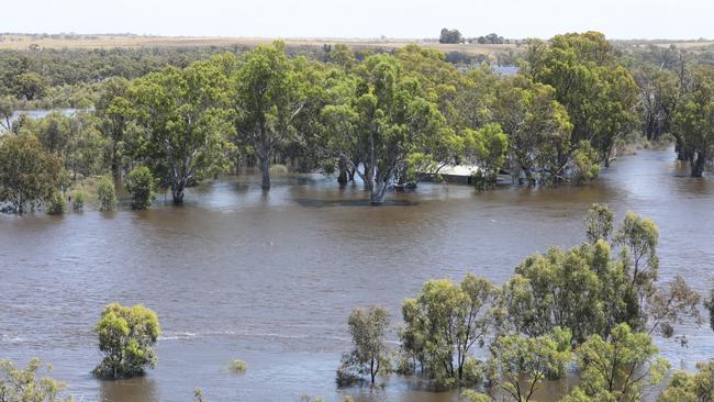 The River Murray is becoming increasingly swollen in the Riverland. Picture Dean Martin