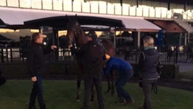 Winx gets in a last workout before tackling the Chlmsford Stakes.