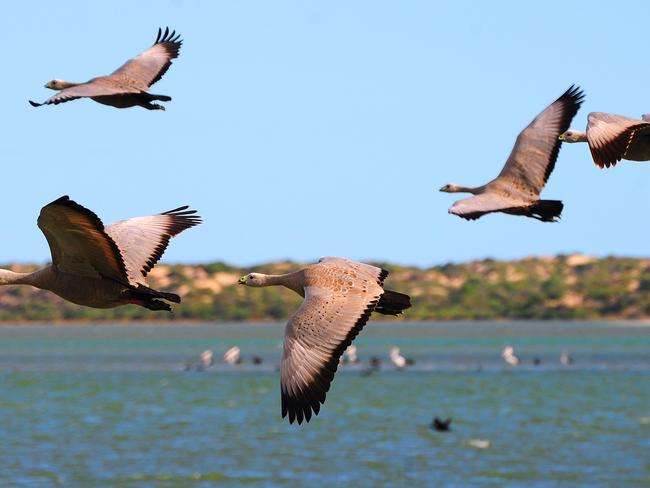 Endangered Cape Barron Geese fly in formation along the Coorong.