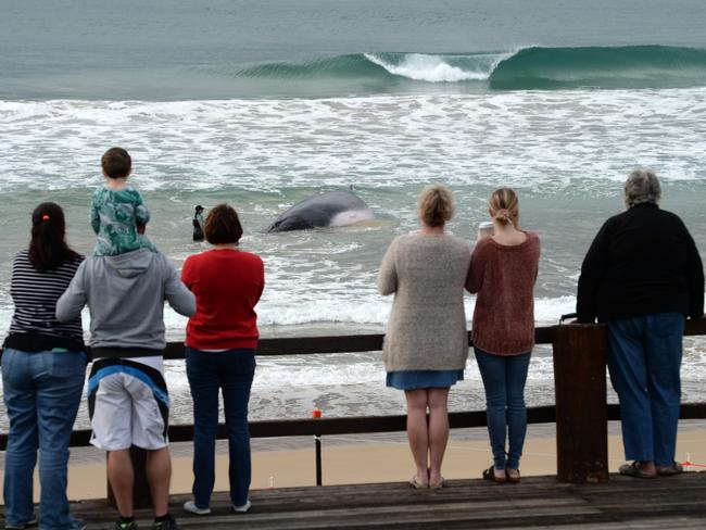 A crowd of locals gather as the rescue operation continues. Picture: Bruce Thomas Photography