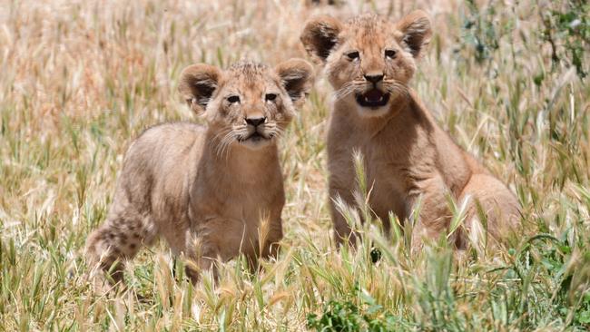 Lion cubs at Monarto Safari Park. Picture: Geoff Brooks