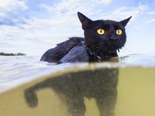 Nathan the swimming cat, beloved pet and Instagram star.
Nathan, who is female despite her name, was rescued from the RSPCA in Bundaberg by owners Rian Crandon and Melissa Pietrobuono after the now-five-month-old kitten had been left beside the highway in a box with her mum and siblings