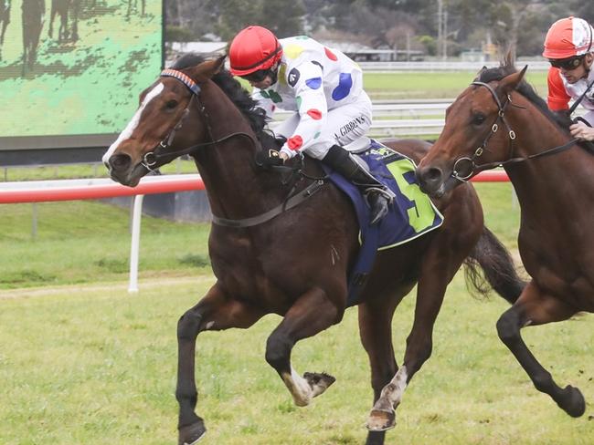 Bertie looks well placed to start the year off on a winning note at Port Macquarie. Picture: Bradley Photos